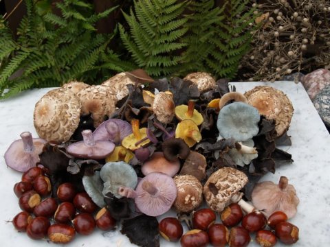 Udvalg af svampe